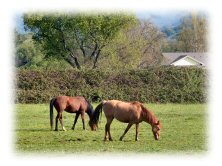 White Dog Ranch, Potter Valley, Mendocino County, two horses grazing
